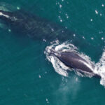 Canlı: Galatasaray Başkanı Dursun Özbek konuşuyor: 97.5 milyon Euro gelir açıklandı!