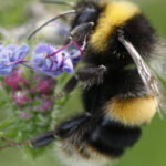 Anadolu Efes’in konuğu Bayern Münih!