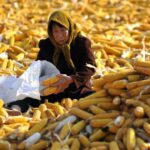 Çin, mısır üretiminde son 76 yılın rekoruna koşuyor