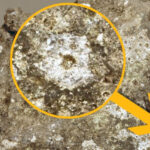 Güneş’te yılın en şiddetli patlaması gerçekleşti