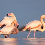 Kahramanmaraş’ın beyaz cenneti: Yedikuyular Kayak Merkezi: