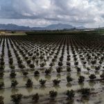 Hataylı Ayşe Naz, ABD’de dünya birincisi oldu