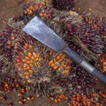 Ayasofya’nın dev levhalarının sırrı! ‘Kazasker Mustafa İzzet Efendi’ye büyük vefa