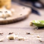 ‘Diplomatik aşk tacirinin’ sıra dışı hikâyesi