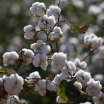 S&P Global/Birch: TCMB’den Aralık ayına kadar indirim beklemiyoruz