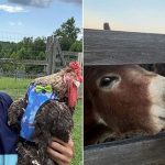 Beyaz Saray’da silahlı taarruz